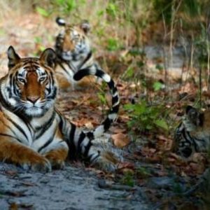 Popular Jungle Safari in Nepal