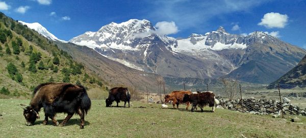 Exploring the Himalayas